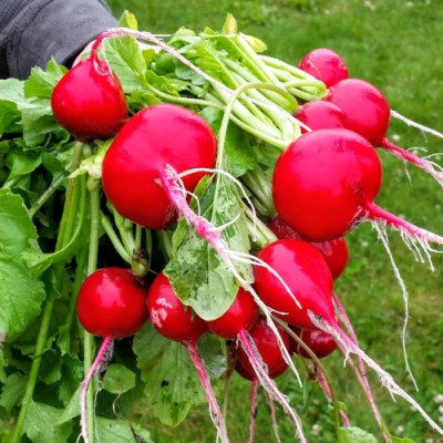 A bunch of freshly picked radishes.