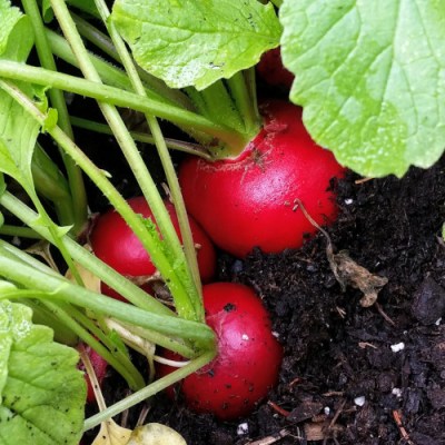 Radishes growing in the garden.