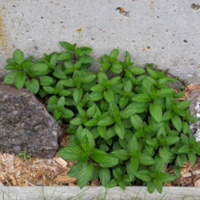 Garden update August 2019 - Chocolate mint plant
