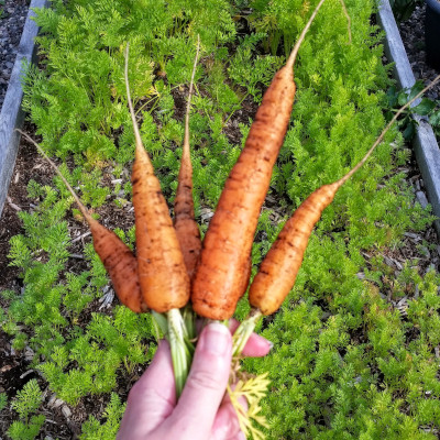 Garden overview - Freshly picked carrots from the garden.