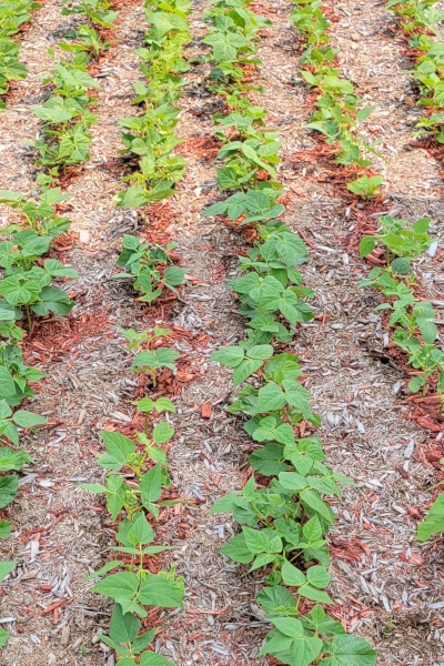 July 2021 garden update - a few struggles
