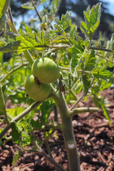 Tomatoes forming on a tomato plant in the July 2022 garden.