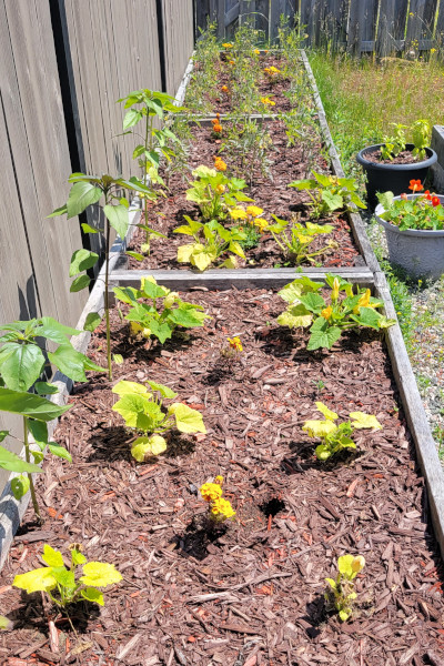 A view of the zucchini in raised beds, along side some sunflowers. In the back, there are tomato plants growing. The July 2022 garden is coming along well.