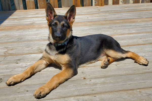 A German Shepherd puppy lays on a wooden deck.