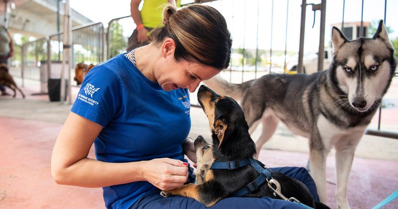 21 simple acts of kindness to help stray animals in your community
