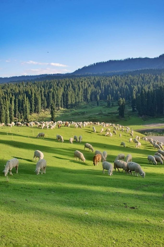 kashmir travel guide