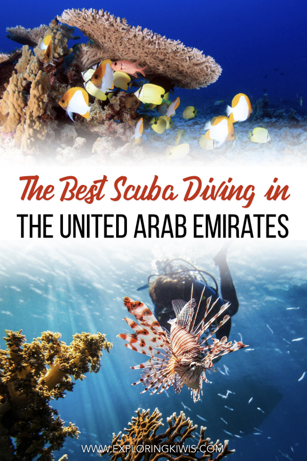 Diving in Fujairah Al Boom Diving The Best in the UAE Exploring Kiwis