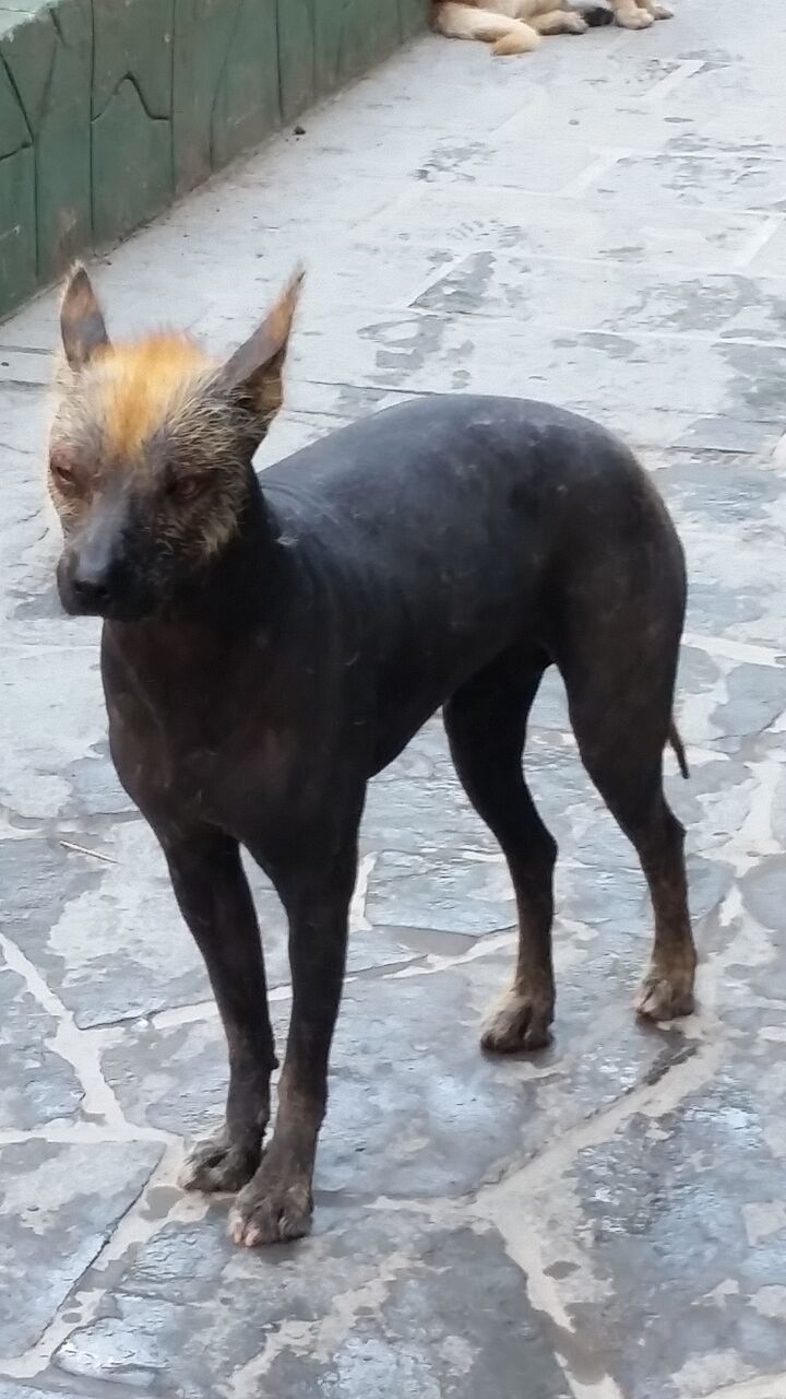 murderous dog
