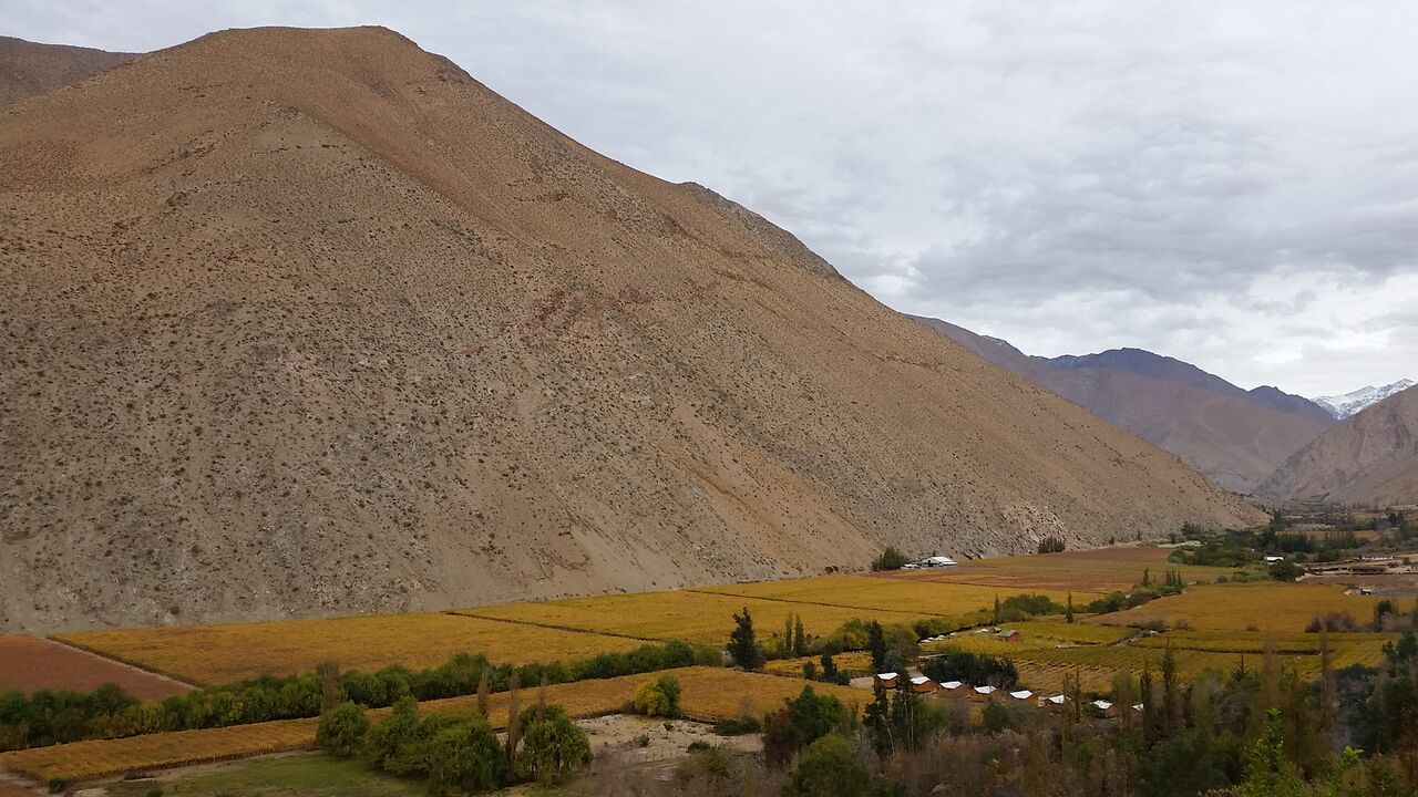 The Valley (grape vines)
