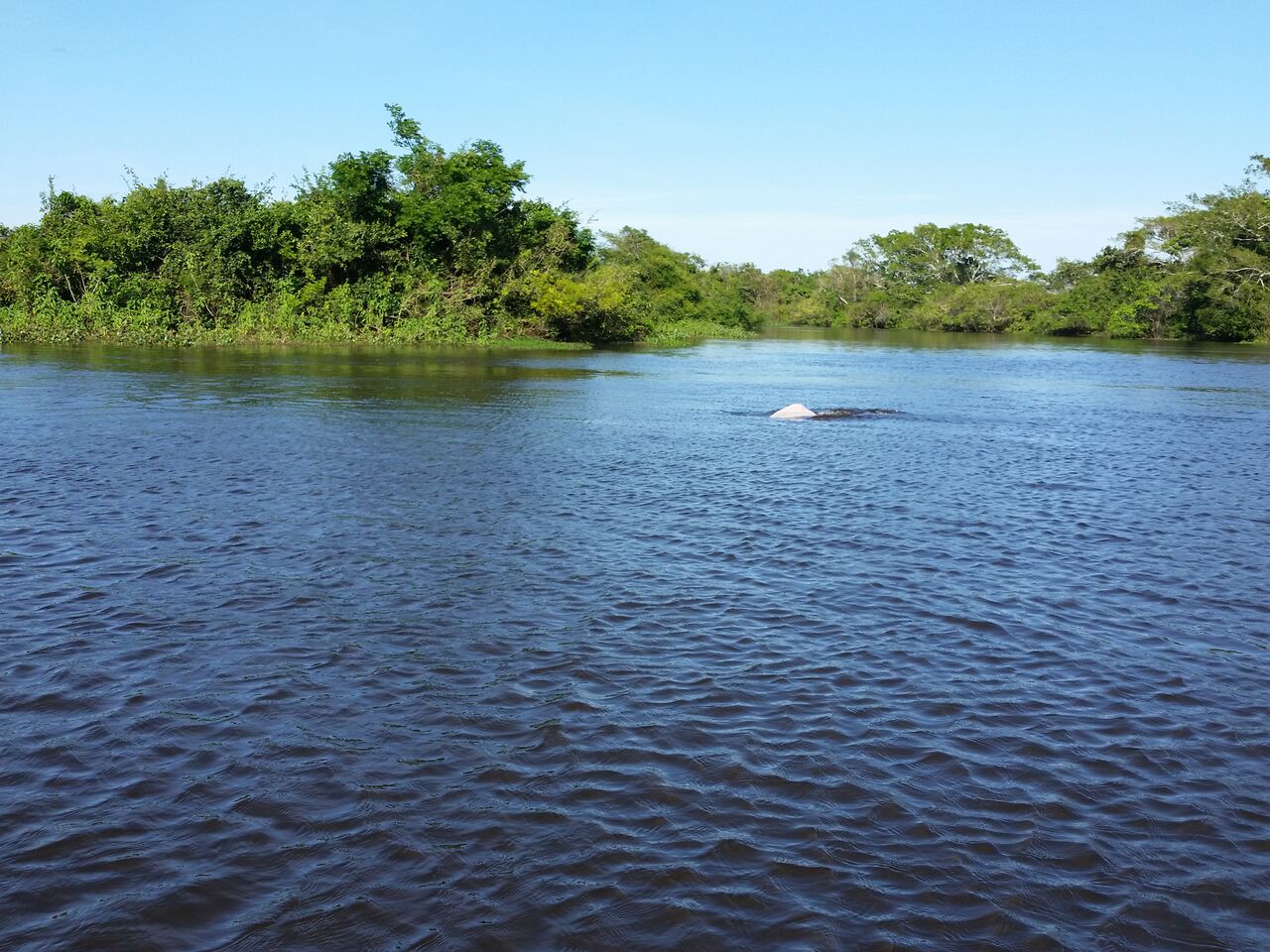 Dolphins in lagoon