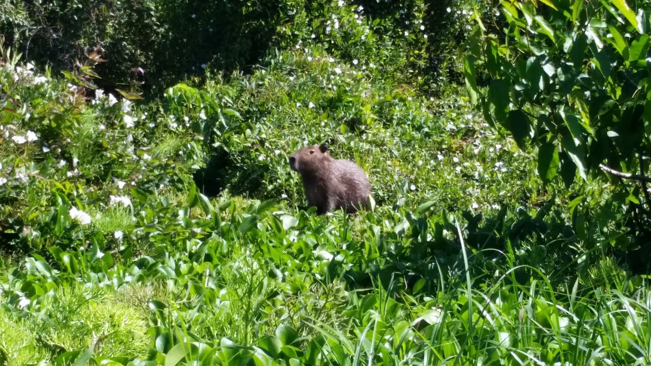 Capibara LOVE