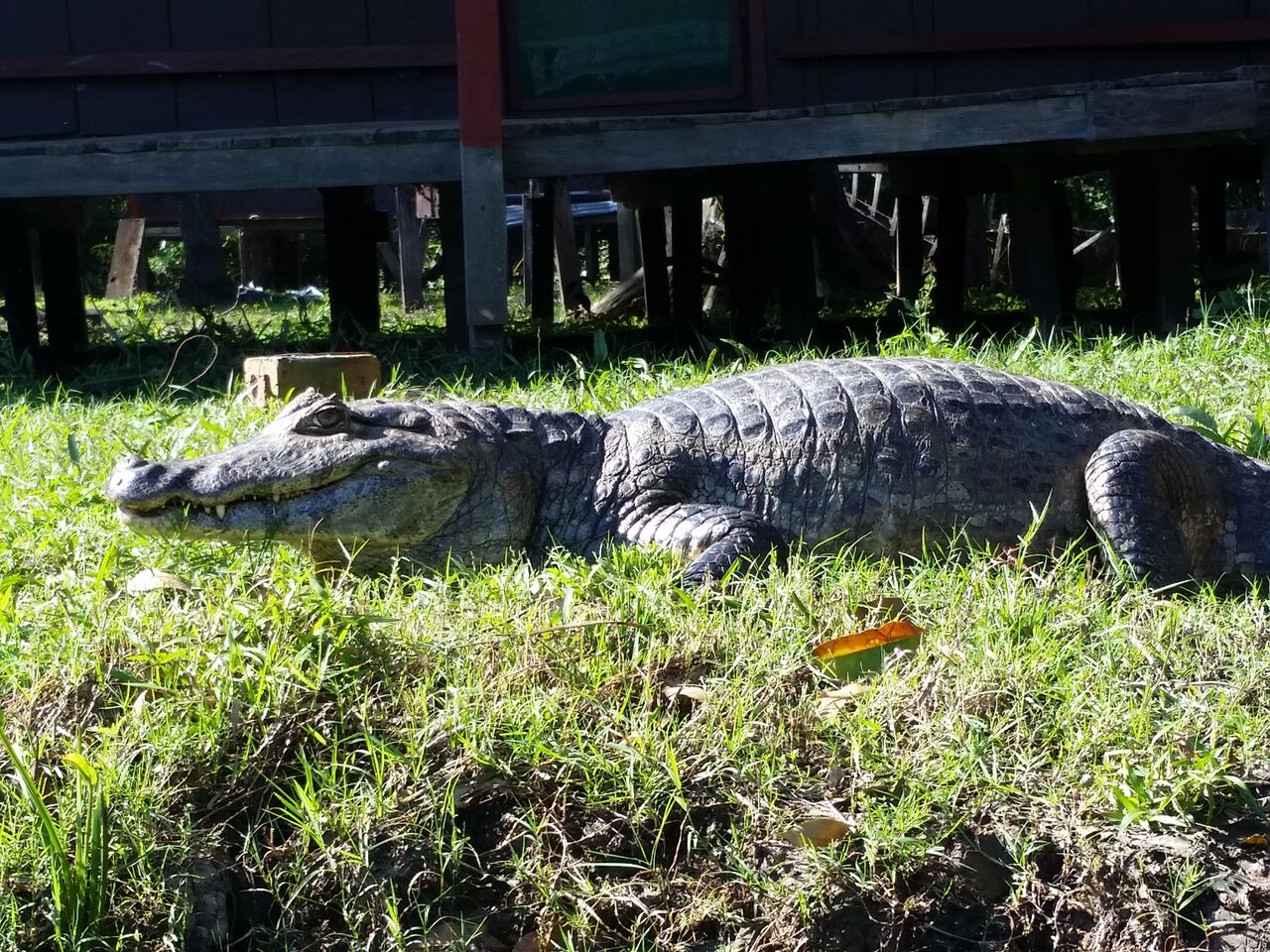One of MANY caiman