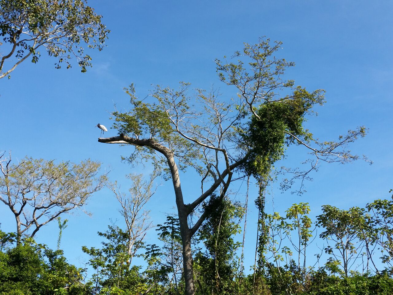 White bird (I forget name)