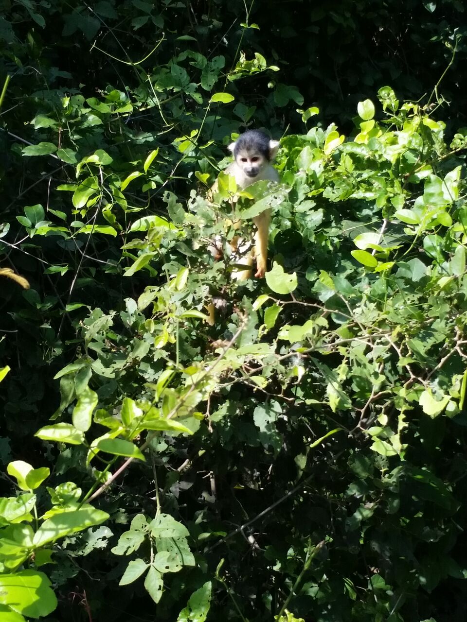 Spider Monkey