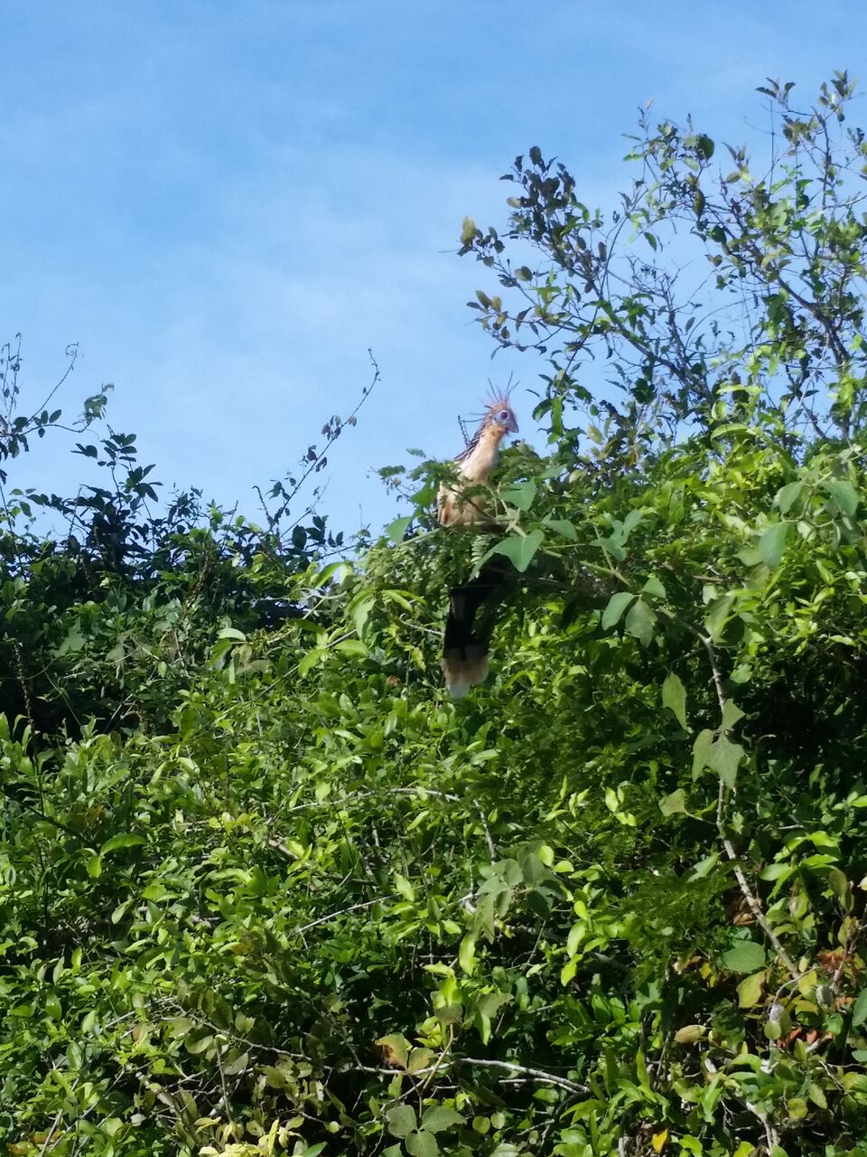 Bird with spikey featuers