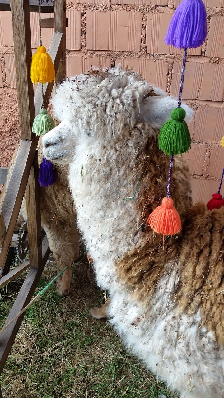 budgetbackpack_sacredvalley_chinchero3