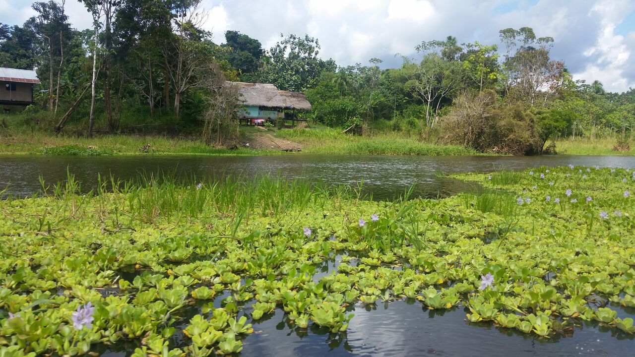 bright green lilypads with purple flowers floating on the Amazon river