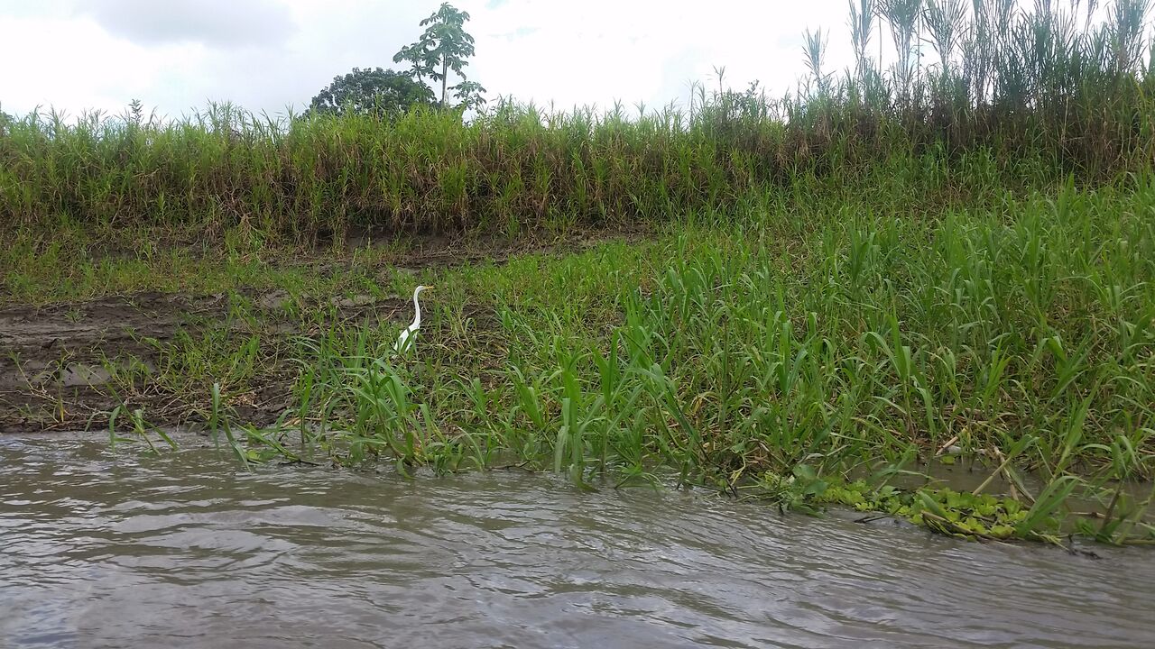 White bird in tall green grasses next to muddy river water.