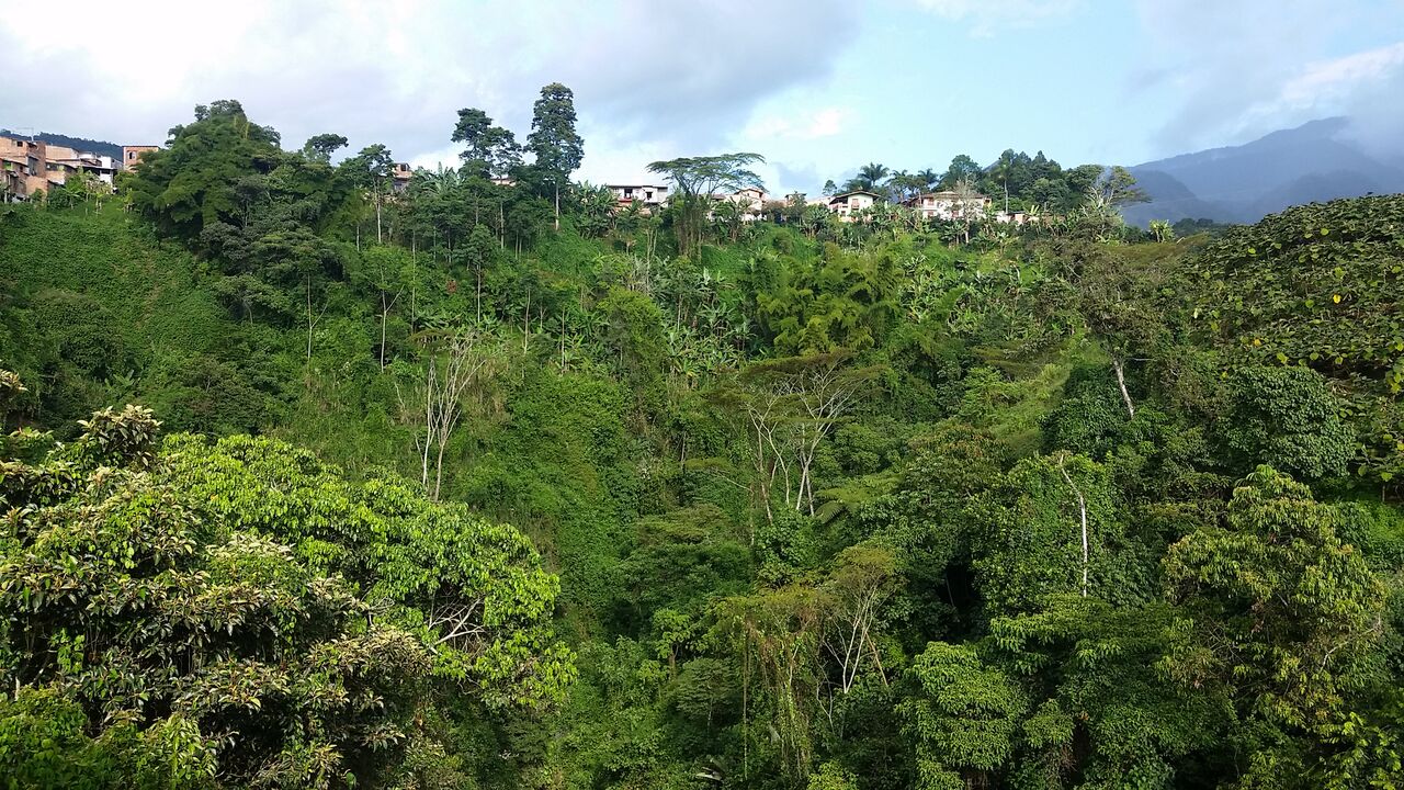 Green trees in Jardin Colombia.