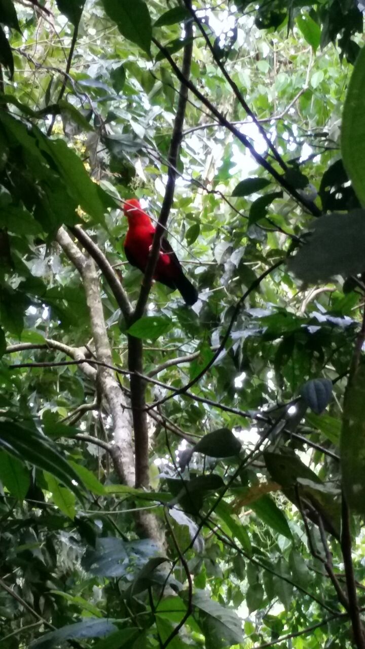 Andean cock of the rock bird in a tree in Colombia.