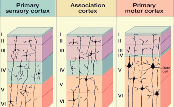 Neocortex Functions Anatomical Structure Facts Summary - Space Photo Collection - HD Quality