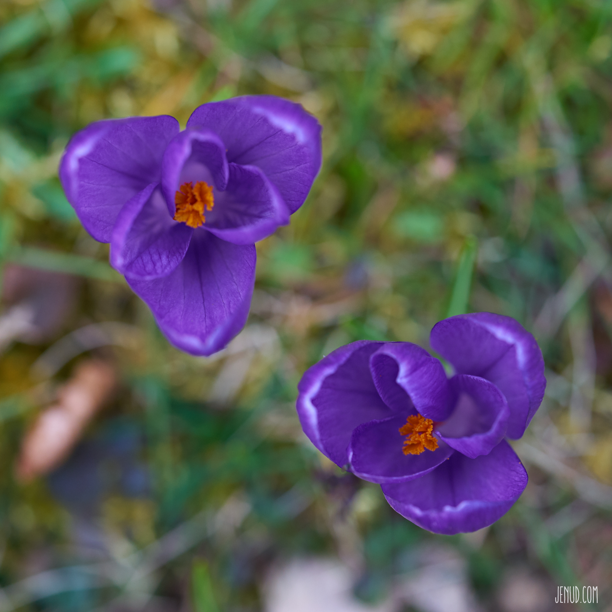 Crocus