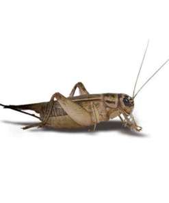 Crickets