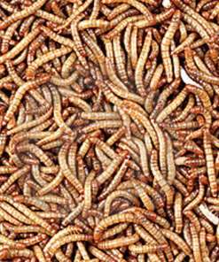 Mealworms