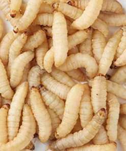 Waxworms
