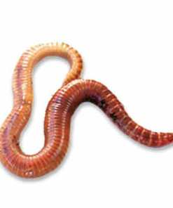 Red Wiggler worms