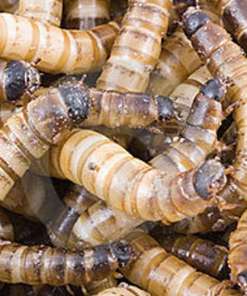 Superworms