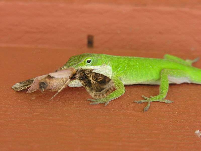 Green Anole eating a moth