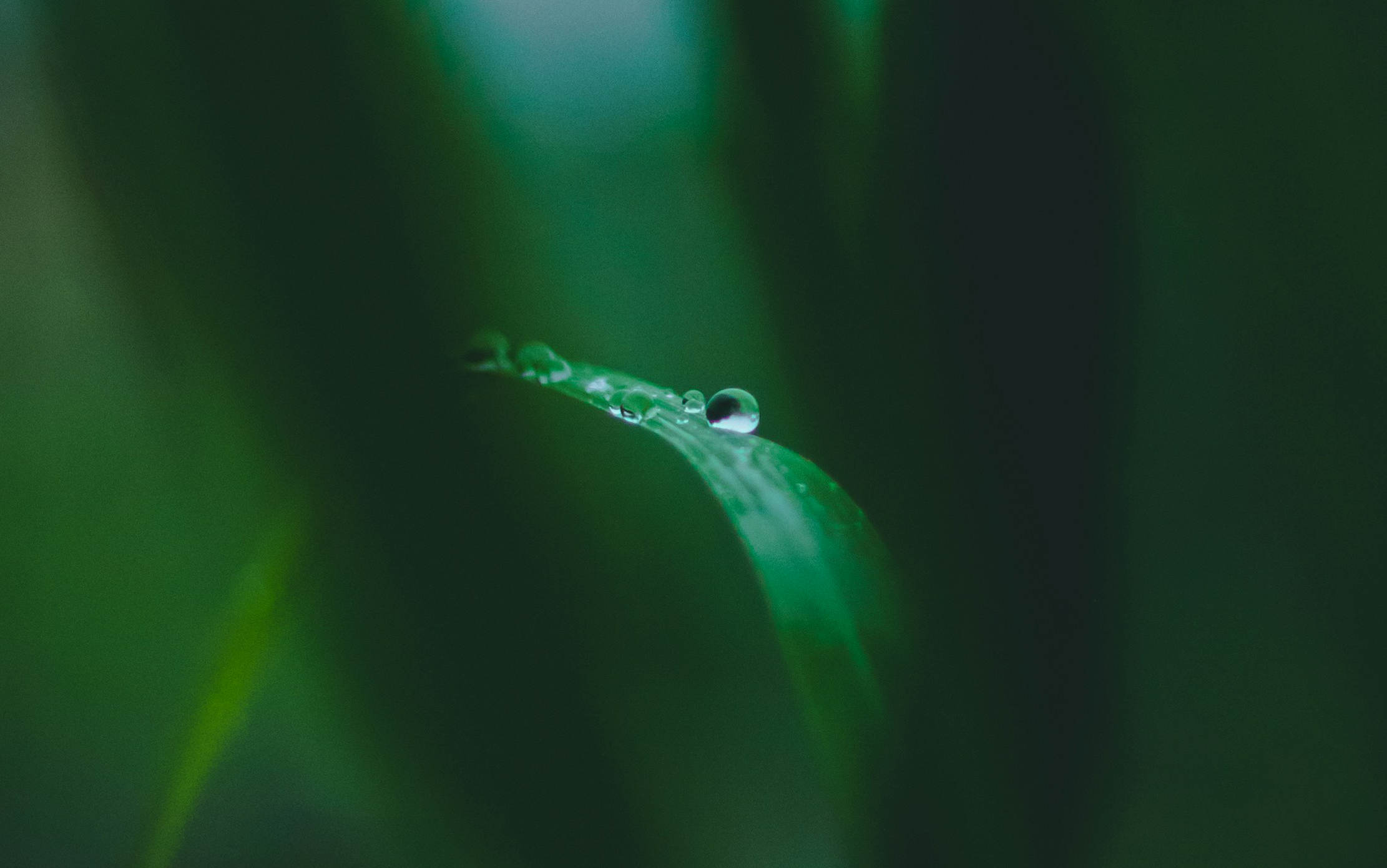 Water drop on leaf