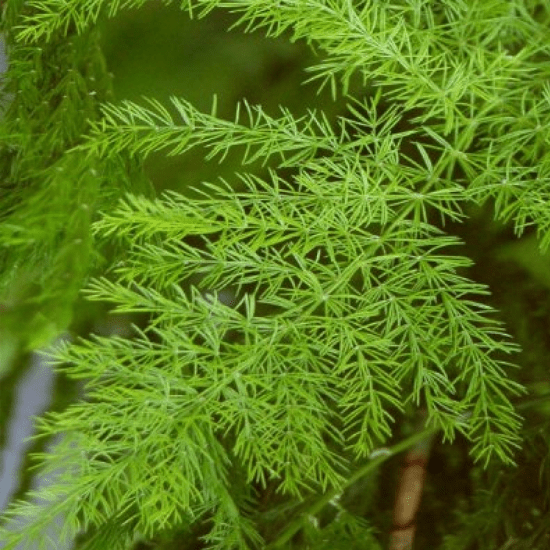 EXTRA NIGHT KING - SATAVARY 550X550