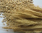 malt extract