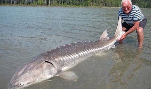 sturgeon