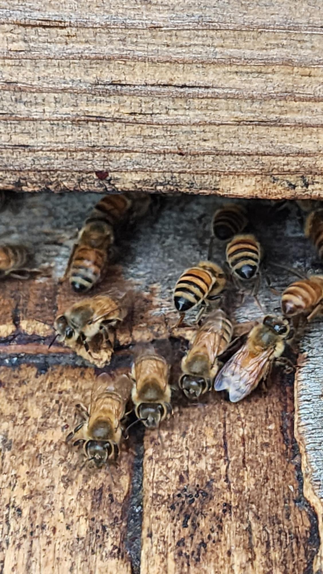Senior beekeeper