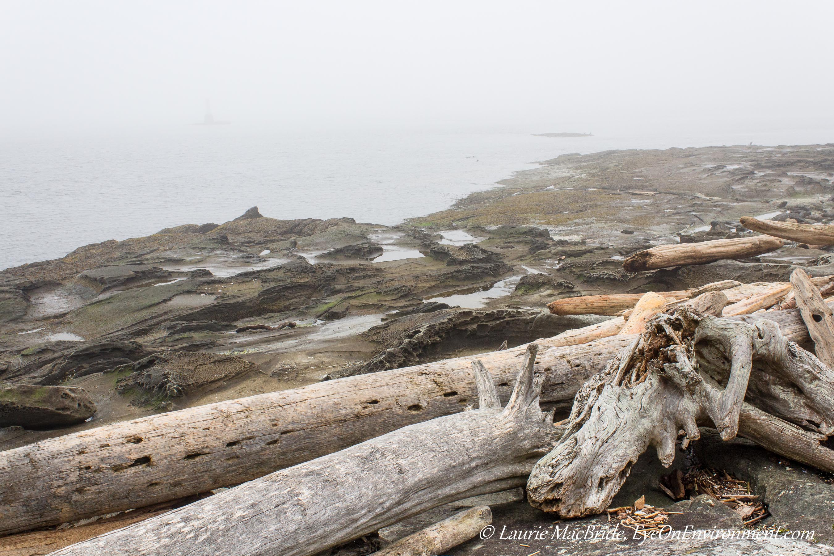 Driftwood on a sandstone beach, in the fog
