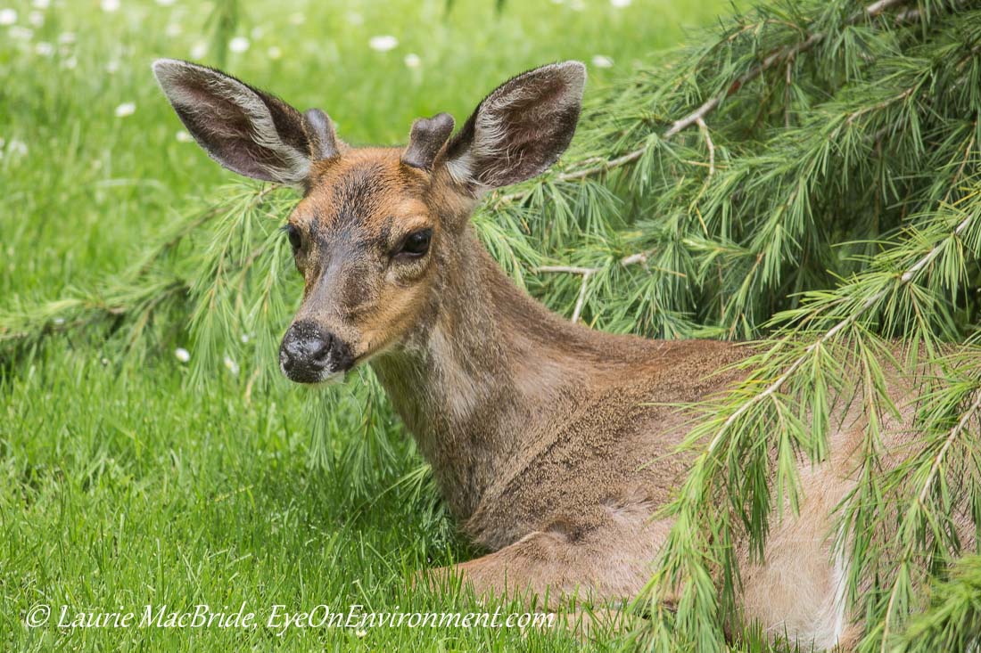 Male Deer With Horns Head Royalty Free Vector Image