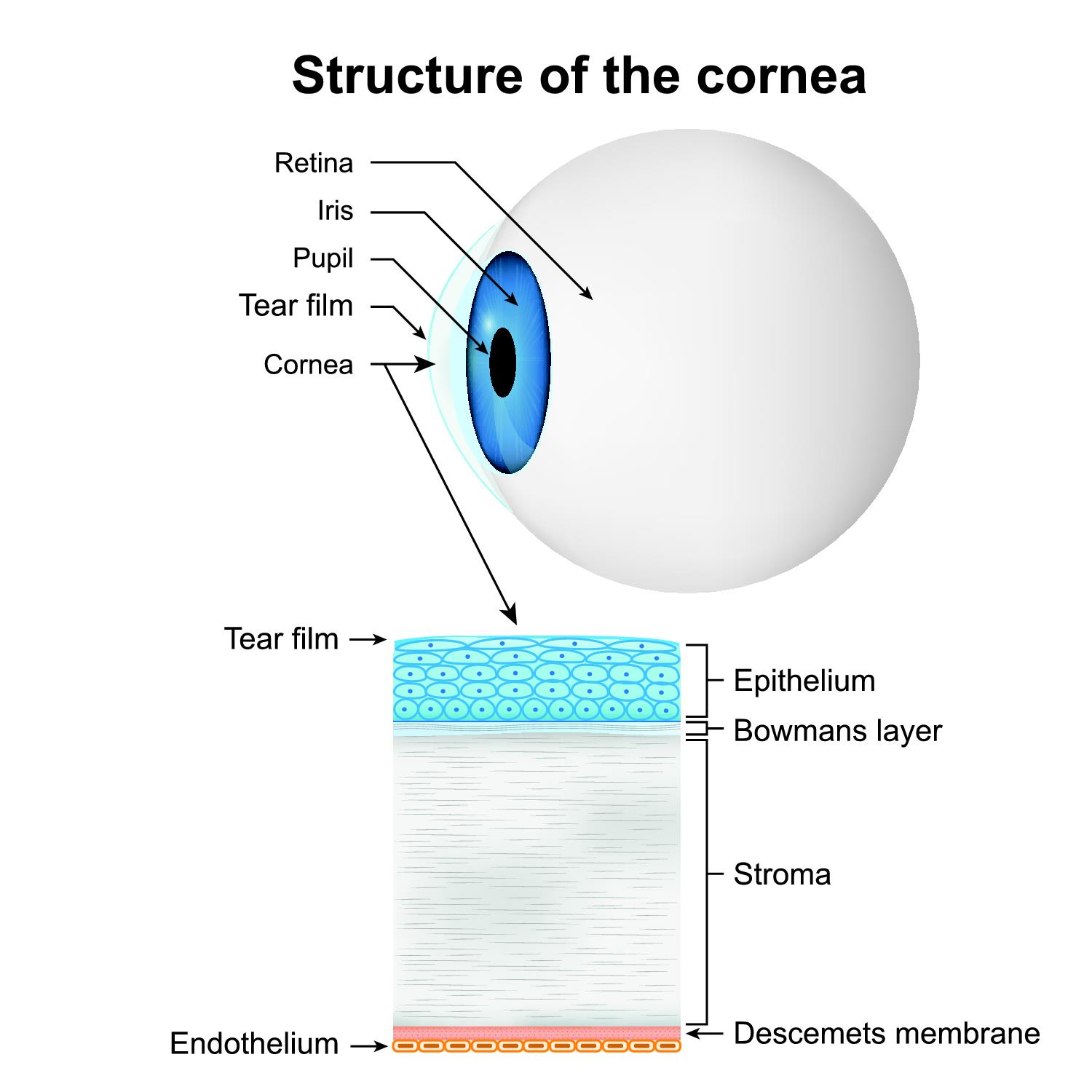 What Is the Corneal Stroma The Clear Window to Vision