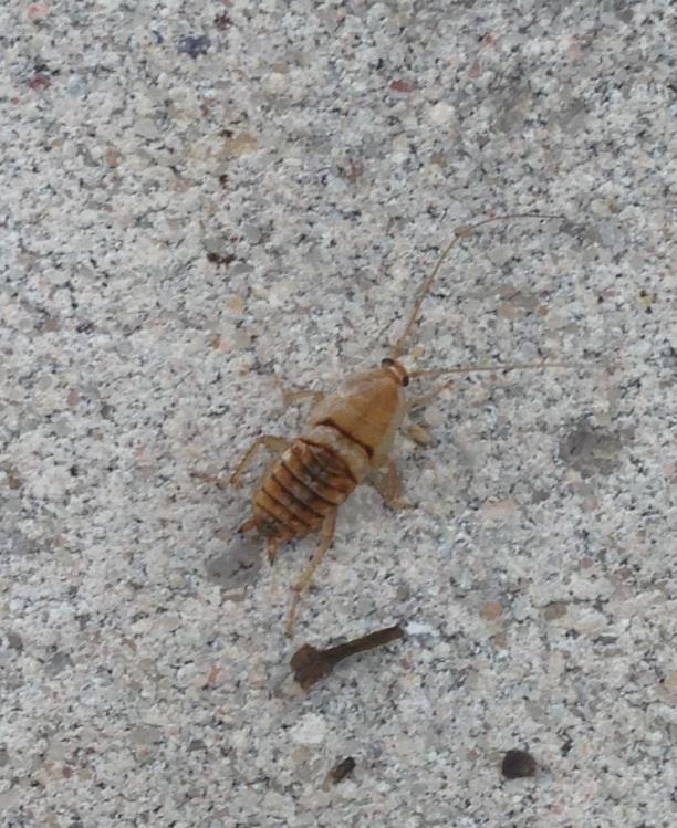 Schaben In Der Kuche So Werden Sie Sie Fur Immer Los Terrasse Garten