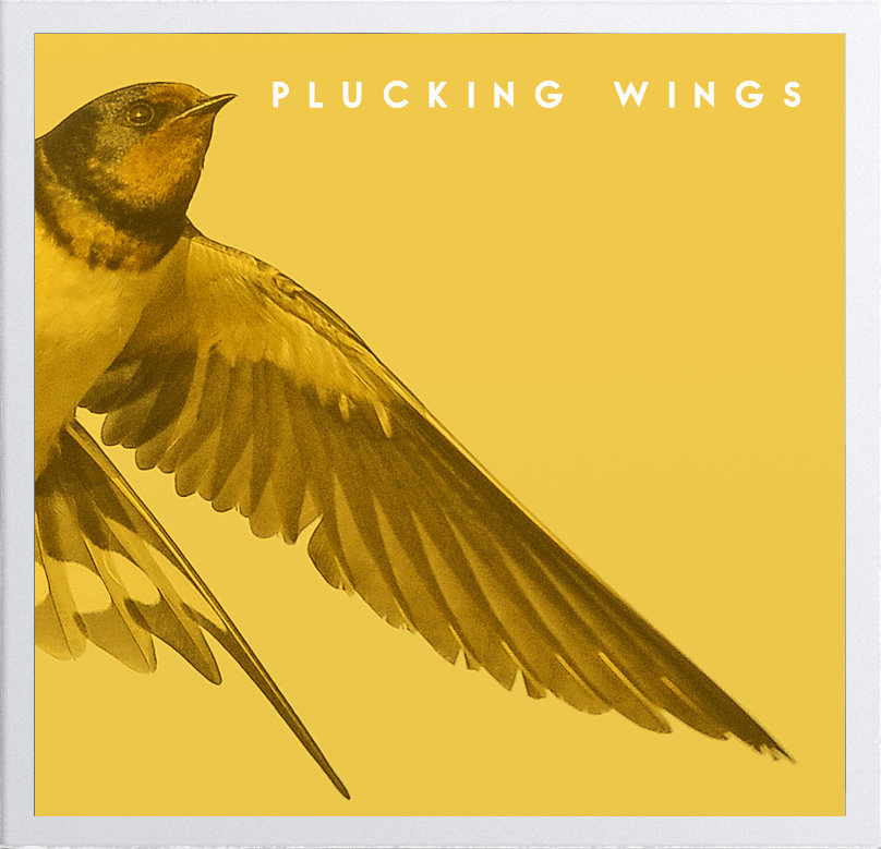 plucking wings