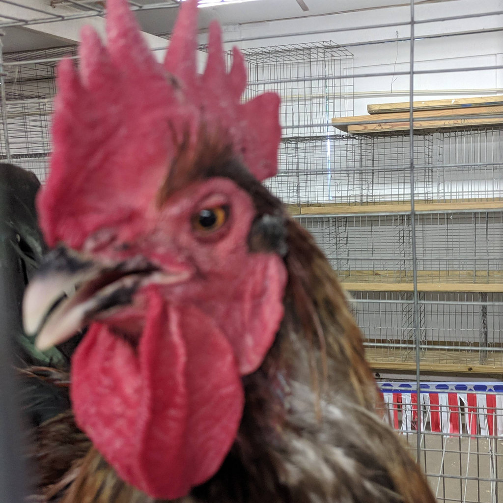 Grishka pulls influence from thrash, dc hardcore,. Mightyawesome S Collection Bandcamp