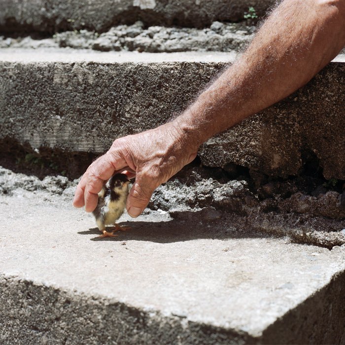 Chariots of fur (1994) (producer with linda jones clough, writer and director) another froggy evening (1995) (producer with linda jones clough, writer with don arioli, stephen a. Mythological Beauty | Big Thief