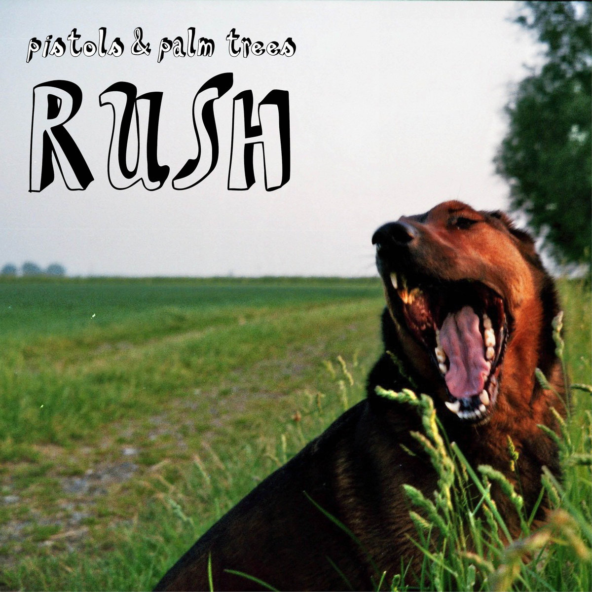 Rush And Trees Around The Country Road Stock Photo Download Image Now Istock