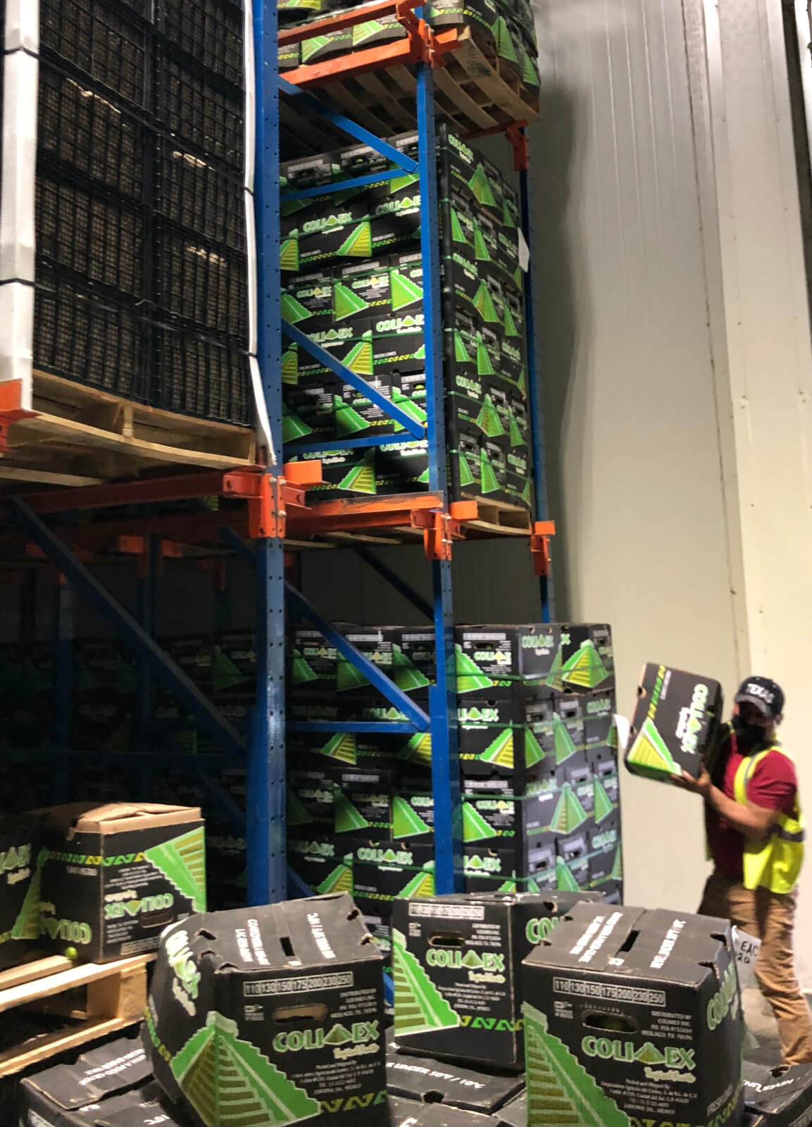 Lime専用 壁紙 のり無し サンゲツ FINE MORRIS CHRONICLES LIME PLASTER 巾92cm