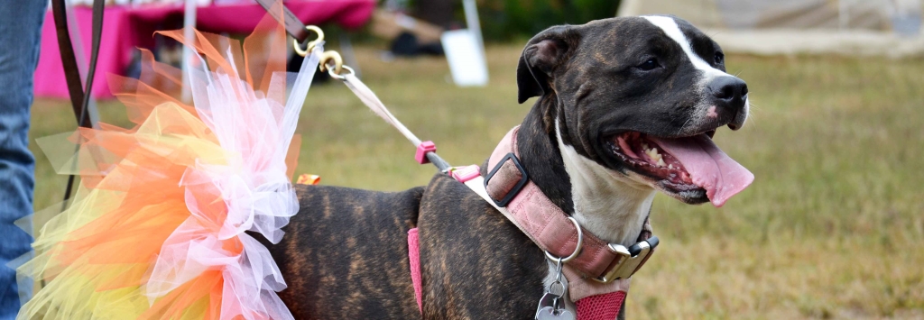 Welcome to friends of the attleboro animal shelter website