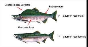 images-6