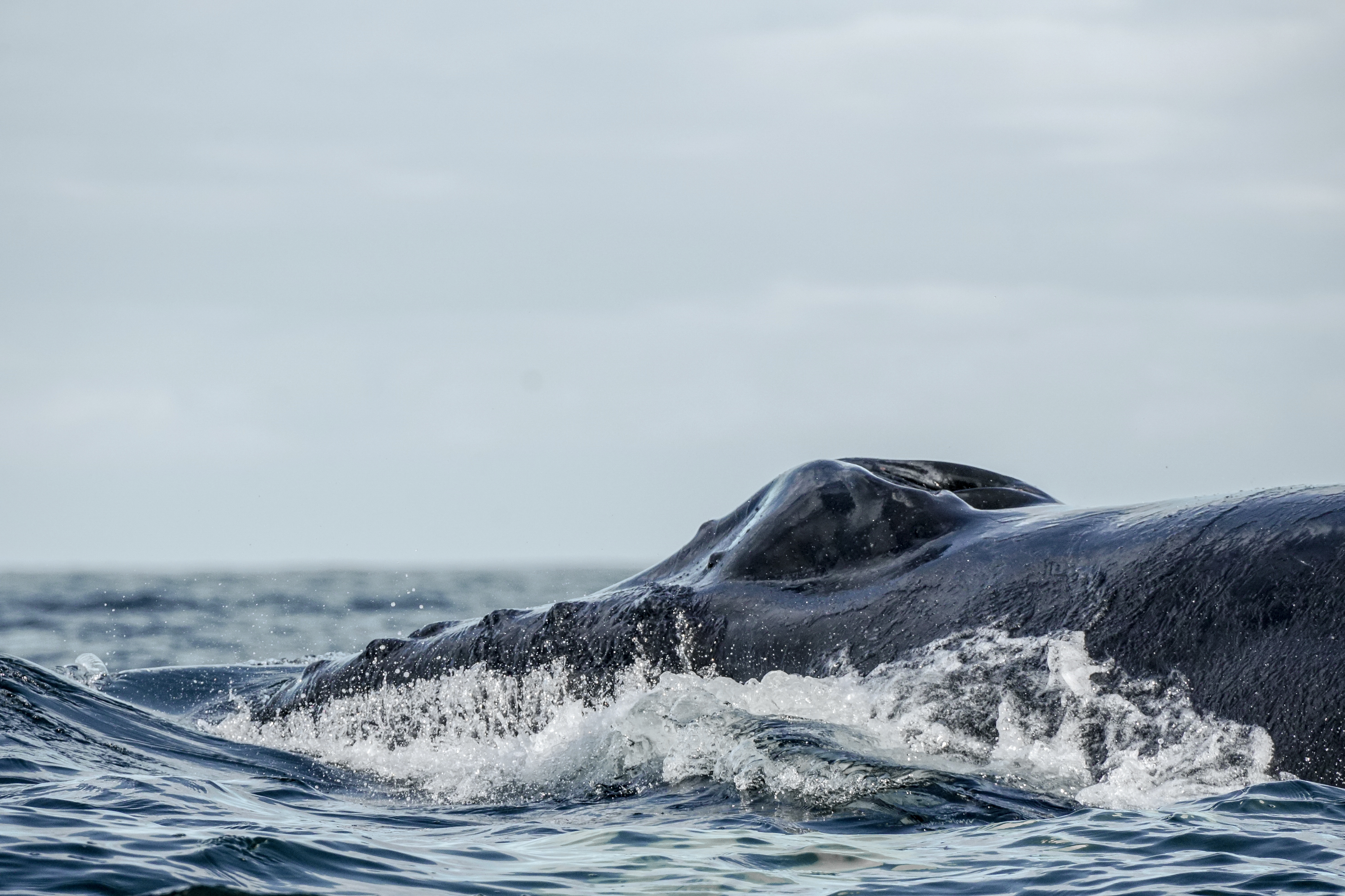 Whales 10 – Fine Art Hemp Print