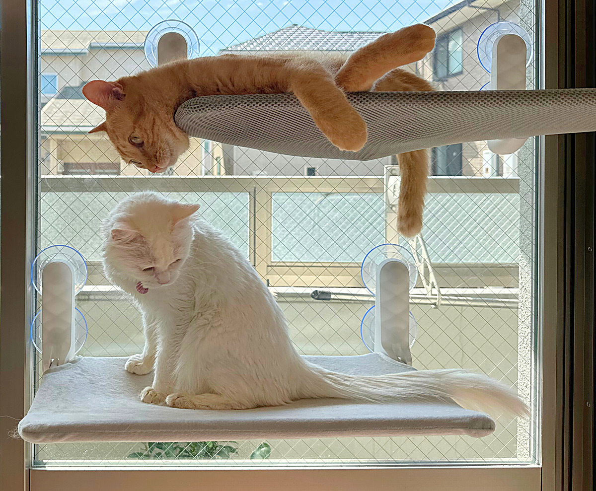 猫の窓用ハンモックの選び方5つ｜吸盤式3タイプの違いを販売元が解説